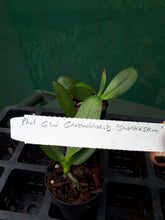 Load image into Gallery viewer, Orchid Seedling 50mm Pot Size - Phalaenopsis GW Green World &#39;Snakeskin&#39;
