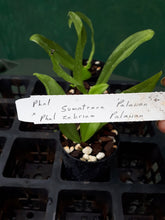 Load image into Gallery viewer, Orchid Seedling 50mm Pot Size - Phalaenopsis sumatrana &#39;Palawan&#39; x zebrina &#39;Palawan&#39; - Species
