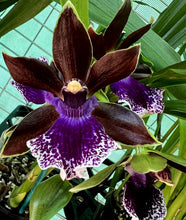Load image into Gallery viewer, Flowering Size Plant - Oncidium Zygopetalum Debbie De Mellow &#39;Honolulu Bay&#39;
