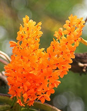 Load image into Gallery viewer, Flask - Ascocentrum miniata 'CH #1 x self - Species
