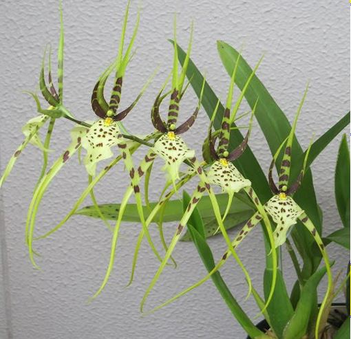 Orchid Seedling 50mm Pot size - Oncidium Brassia Eternal Wind