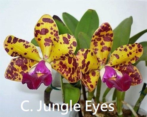 Orchid Seedling 50mm Pot size - Cattleya Jungle Eyes