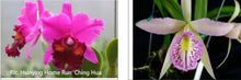 Load image into Gallery viewer, Orchid Seedling 50mm Pot size - Cattleya Rlc Hsinying Home Run &quot;Ching Hua&#39; x Bc Tetradip &#39;Junko&#39;
