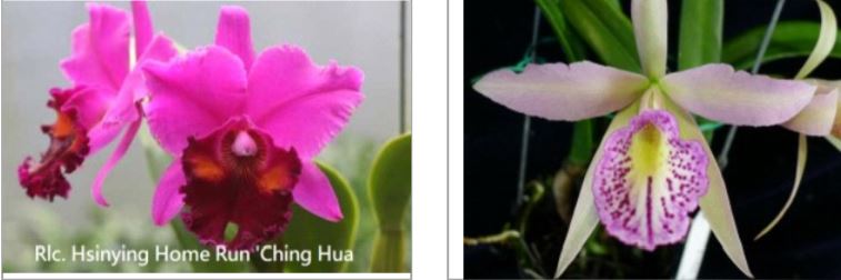 Orchid Seedling 50mm Pot size - Cattleya Rlc Hsinying Home Run 