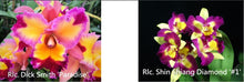 Load image into Gallery viewer, Orchid Seedling 50mm Pot size - Cattleya Dick Smith &#39;Paradise&#39; x Shin Shiang Diamond
