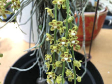 Load image into Gallery viewer, Flask - Chiloschista parishii (Taiwan Strain) (Leaf Less Orchid) - Species
