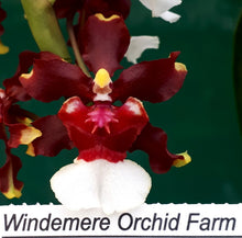 Load image into Gallery viewer, Flowering Size Plant - Oncidium Aka Baby &#39;Raspberry Choc&#39;
