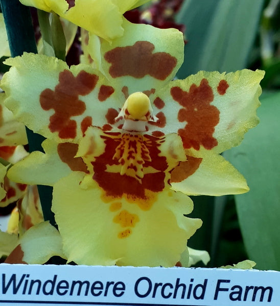 Flowering Size Plant - Oncidium Odontocidium Parquet 'Uptown Girl'