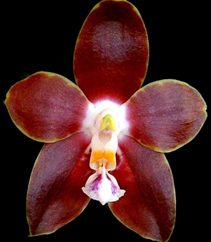 Flask - Phalaenopsis venosa ‘Red’ - Species