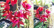 Load image into Gallery viewer, Orchid Seedling 50mm Pot size - Catasetum Cycnodes Wine Delight
