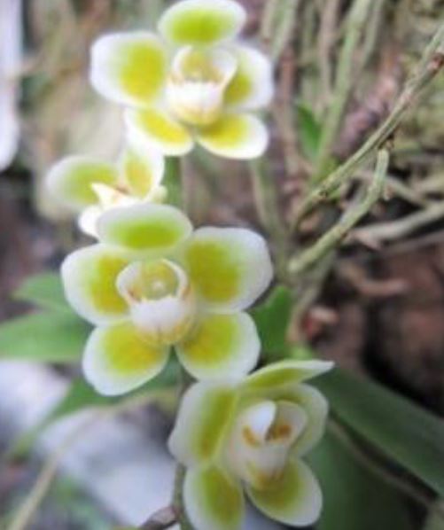 Flask - Chiloschista viridiflava  (Leaf Less Orchid) - Species