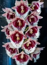 Load image into Gallery viewer, Flask - Catasetum Clowesetum Penang Waltz
