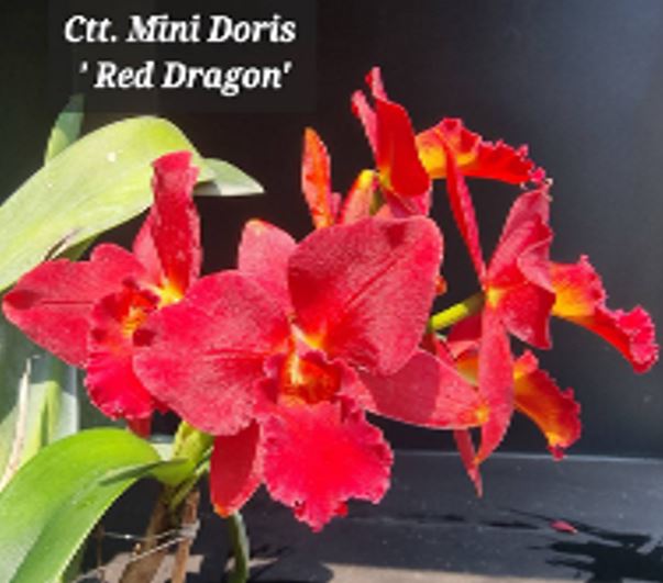 Flask - Cattleya Mini Doris 'Red Dragon'