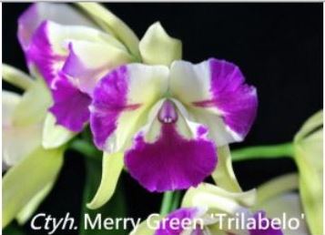 Orchid Seedling 50mm Pot size - Cattleya Merry Green 'Trilabelo'