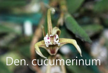 Load image into Gallery viewer, Flask - Dendrobium Den. cucumerinum x sib - Species

