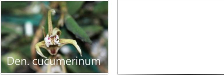 Orchid Seedling 50mm Pot Size - Dendrobium cucumerinum  Australian Native - Species