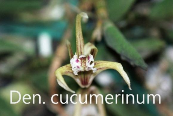 Flask - Dendrobium Den. cucumerinum x sib - Species