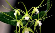 Load image into Gallery viewer, Orchid Seedling 50mm Pot size - Dendrobium tetragonum album x sib - Australian Native

