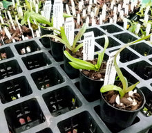 Load image into Gallery viewer, Orchid Seedling 50mm Pot size - Vanda (Pakchong x Kulvadee) x Rattana
