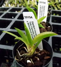 Load image into Gallery viewer, Orchid Seedling 50mm Pot size - Oncidium Tolumnia Capalaba Dusk ‘Fine Spots’ x Willowbank Strawberry ‘Daphne’
