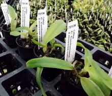 Load image into Gallery viewer, Orchid Seedling 50mm Pot size - Cattleya Canhamiana x mossiae coerulea
