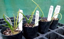 Load image into Gallery viewer, Orchid Seedling 50mm Pot Size - Dockrillia Rosemary Jupp x Wamberal - Australian Native
