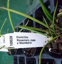 Load image into Gallery viewer, Orchid Seedling 50mm Pot Size - Dockrillia Rosemary Jupp x Wamberal - Australian Native

