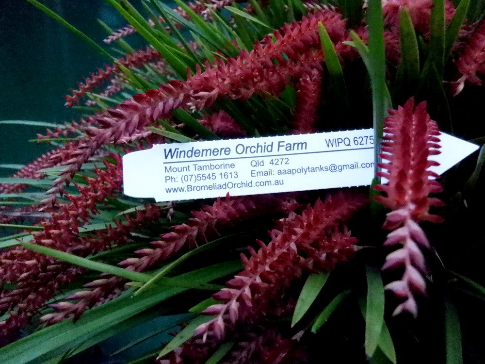 Flowering Size Plant - Coelogyne Dendrochilum wenzelii