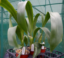 Load image into Gallery viewer, Flowering Size Plant - Oncidium Odontocidium Succubus &#39;Night Shift&#39;
