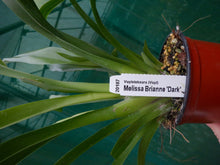 Load image into Gallery viewer, Flowering Size Plant - Oncidium Vuylstekeara Melissa Brianne &#39;Dark&#39;
