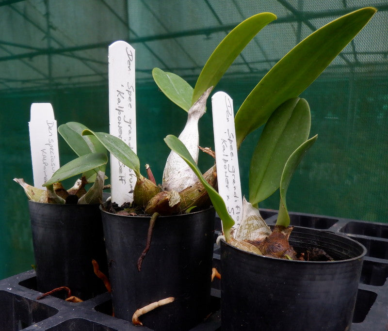 Orchid Seedling 50mm Pot size - Dendrobium speciosum grandiflorum Kalpowar x self- Australian Native