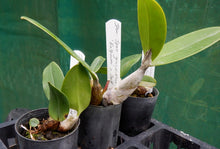 Load image into Gallery viewer, Orchid Seedling 50mm Pot size - Dendrobium speciosum grandiflorum Kalpowar x self- Australian Native
