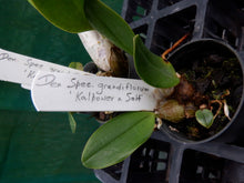 Load image into Gallery viewer, Orchid Seedling 50mm Pot size - Dendrobium speciosum grandiflorum Kalpowar x self- Australian Native
