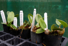 Load image into Gallery viewer, Orchid Seedling 50mm Pot size - Dendrobium speciosum (grandiflorum creek aureum x berenghi gold) x (grandi x Mt Larcom 'Bill's Gold') - Australian Native
