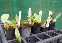 Load image into Gallery viewer, Orchid Seedling 50mm Pot size - Dendrobium speciosum (grandiflorum creek aureum x berenghi gold) x (grandi x Mt Larcom 'Bill's Gold') - Australian Native
