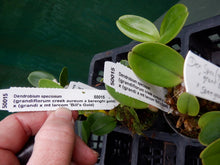 Load image into Gallery viewer, Orchid Seedling 50mm Pot size - Dendrobium speciosum (grandiflorum creek aureum x berenghi gold) x (grandi x Mt Larcom 'Bill's Gold') - Australian Native
