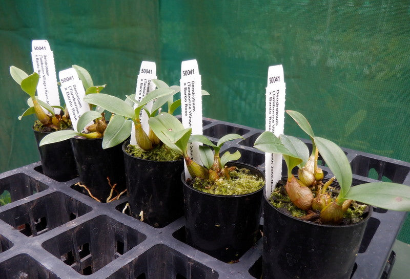 Orchid Seedling 50mm Pot size - Dendrobium (Tamborine Village x Kevin John Moore) x Bardo Rose - Australian Native