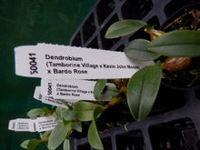 Load image into Gallery viewer, Orchid Seedling 50mm Pot size - Dendrobium (Tamborine Village x Kevin John Moore) x Bardo Rose - Australian Native
