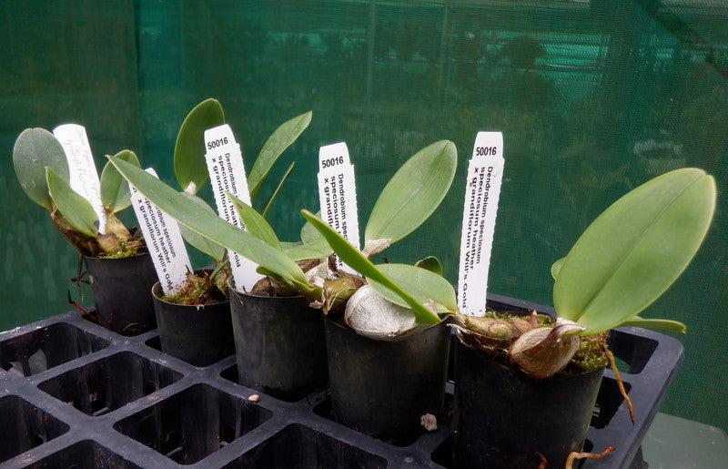 Orchid Seedling 50mm Pot size - Dendrobium speciosum speciosum Heather x grandiflorum Will's Gold- Australian Native