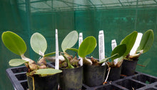Load image into Gallery viewer, Orchid Seedling 50mm Pot size - Dendrobium speciosum speciosum Heather x grandiflorum Will&#39;s Gold- Australian Native
