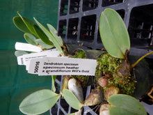 Load image into Gallery viewer, Orchid Seedling 50mm Pot size - Dendrobium speciosum speciosum Heather x grandiflorum Will&#39;s Gold- Australian Native
