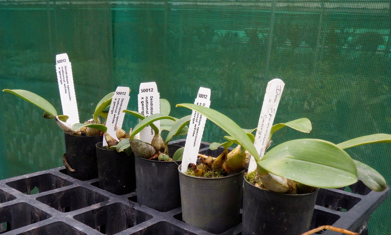 Orchid Seedling 50mm Pot size - Dendrobium speciosum National White x George - Ausralia Native