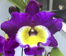 Load image into Gallery viewer, Orchid Seedling 50mm Pot size - Dendrobium Corona Monarch x Superstar Dandy softcane
