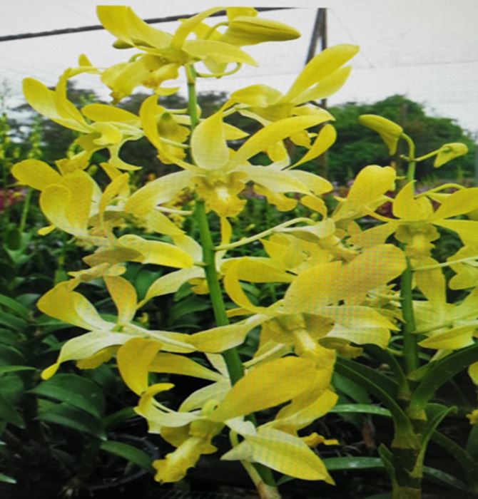 Orchid Seedling 50mm Pot size - Dendrobium Genting Royal