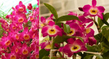Load image into Gallery viewer, Orchid Seedling 50mm Pot size - Dendrobium Hamana Lake x Pretty Red softcane
