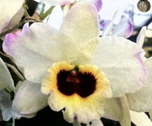 Load image into Gallery viewer, Orchid Seedling 50mm Pot size - Dendrobium Kerriann &#39;Paradise&#39; x Superstar &#39;Dandy&#39; softcane
