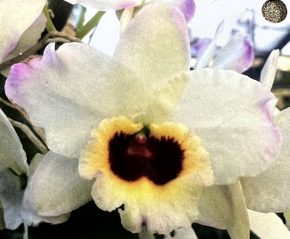 Orchid Seedling 50mm Pot size - Dendrobium Kerriann 'Paradise' x Superstar 'Dandy' softcane