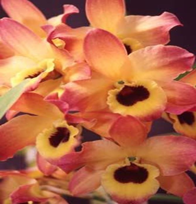Orchid Seedling 50mm Pot size - Dendrobium Oriental Smile Butterfly Softcane