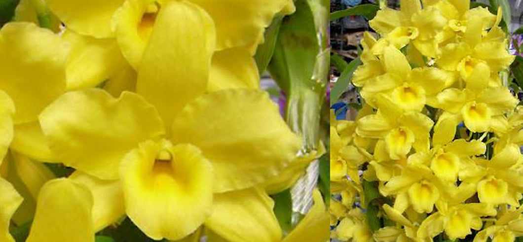 Orchid Seedling 50mm Pot size - Dendrobium Okayama Gold 'Harmony'  softcane