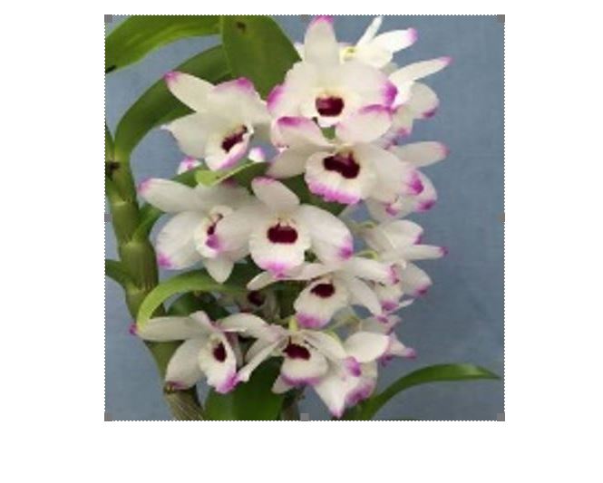 Orchid Seedling 50mm Pot size - Dendrobium To My Kids 'Snowwhite'  Softcane